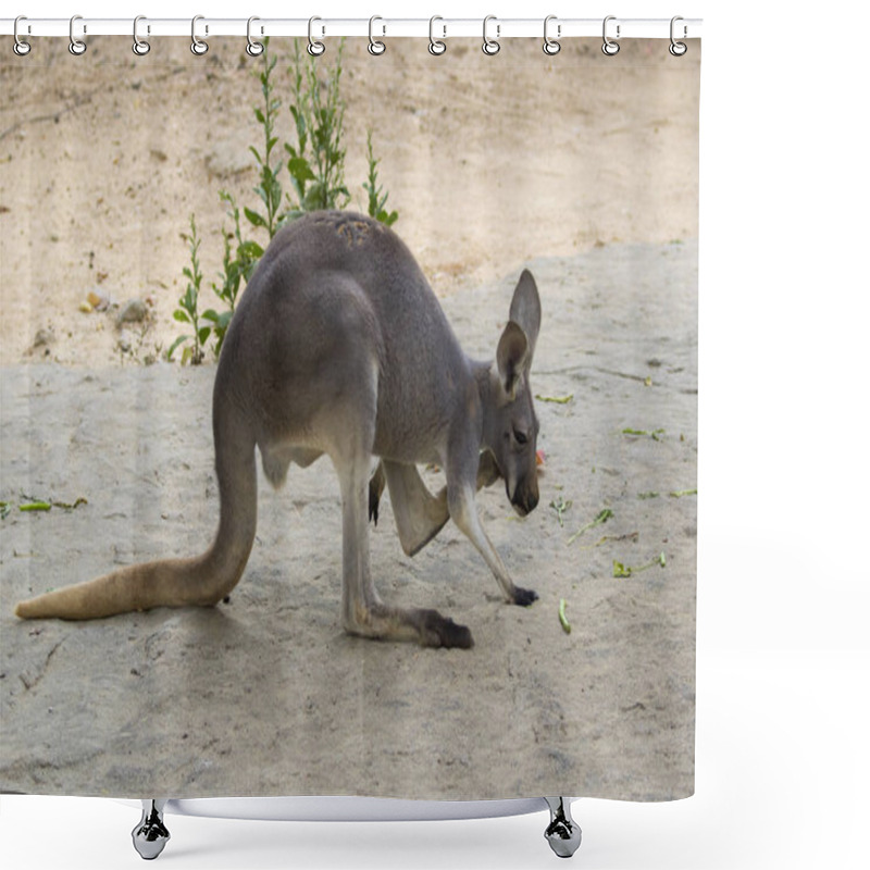 Personality  Image Of A Kangaroo On Nature Background. Wild Animals. Shower Curtains