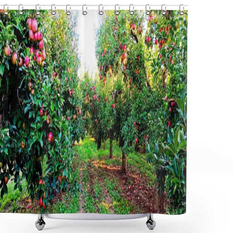 Personality  Ripe Apples In An Orchard Ready For Harvesting,morning Shot Picture Shower Curtains