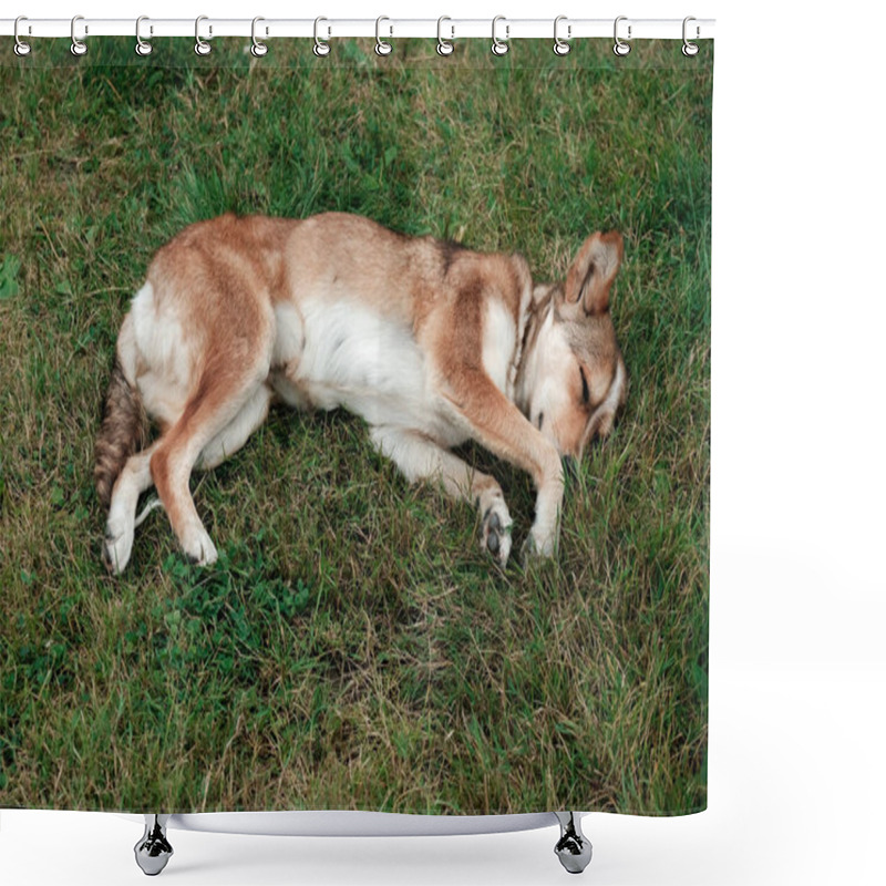 Personality  Cute And Peaceful Dog Sleeping In The Green Grass On A Meadow. Adorable Tired Animal Resting Outside During Summer Day. Pet Adoption Concept. Take Young Puppy Home, Love And Care About New Friend. Shower Curtains