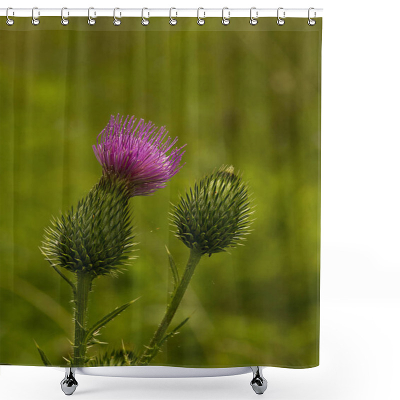 Personality  Pink Milk Thistle Flower In Bloom In Spring Shower Curtains