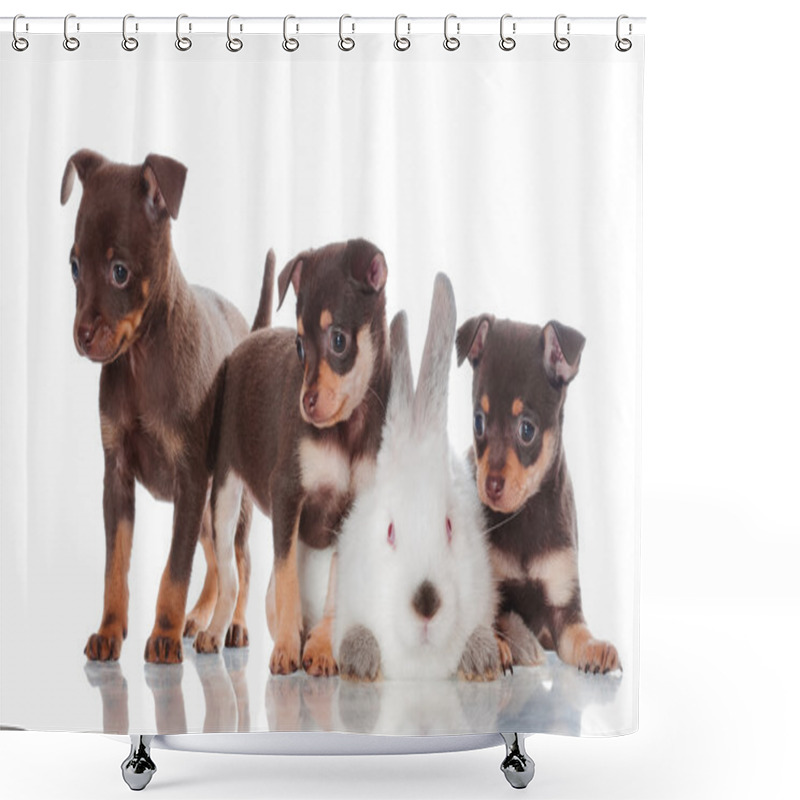 Personality  Adorable Russian Toy Terrier Puppies With A Rabbit Shower Curtains