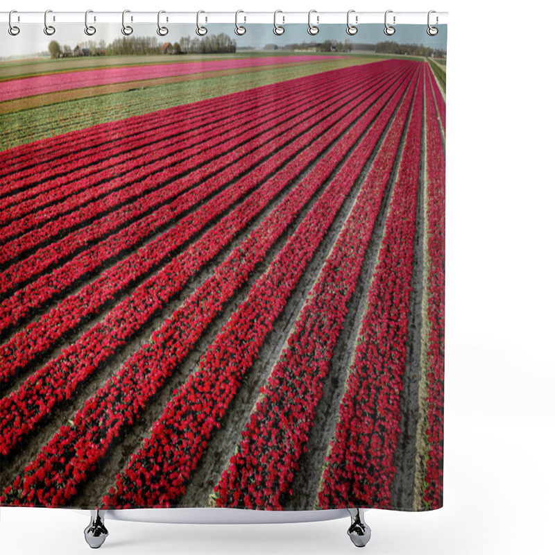 Personality  Drone Aerial View From Above Tulip Field, Noordoostpolder Netherlands, Bulb Region Holland In Full Bloom During Spring, Colorful Tulip Fields Shower Curtains