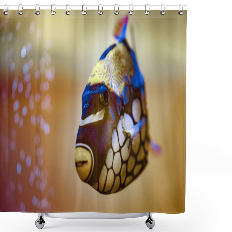 Personality  Tropical Aquarium Clown Triggerfish Fish Shower Curtains