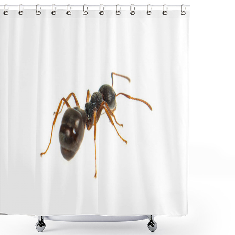 Personality  Ant Isolated On White.Formica Rufa Shower Curtains