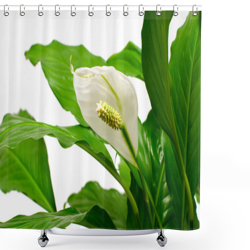 Personality  Houseplant - Spathiphyllum Shower Curtains