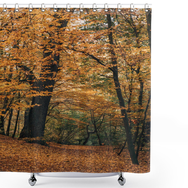 Personality  Autumn Forest With Yellow Leaves On Tree Twigs Shower Curtains