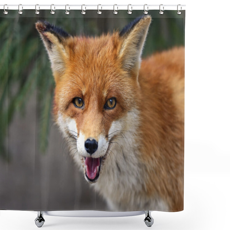 Personality  Fox Portrait In Natural Habitat Shower Curtains