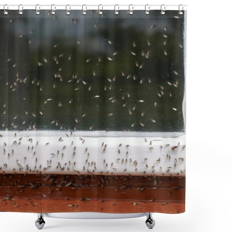 Personality  Ants Ground-nesting       Shower Curtains