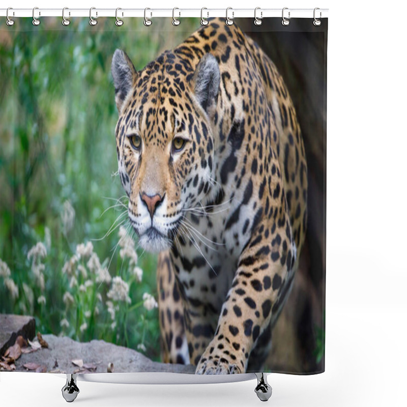 Personality  Closeup Portrait Of Jaguar (Panthera Onca) On Blurred Background Shower Curtains