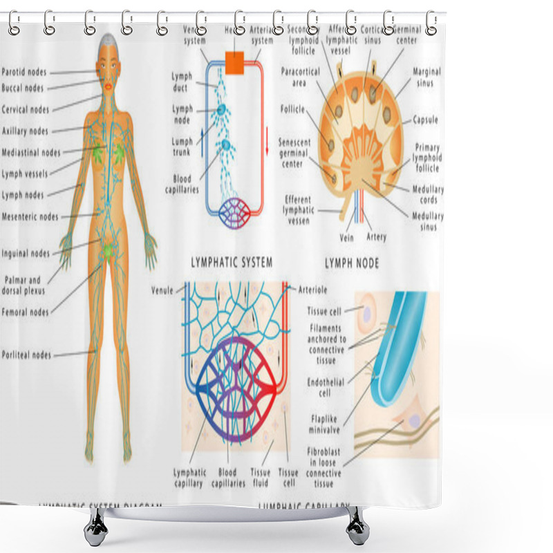 Personality  Lymphatic System - Lymphatic Diagram In Human. Structure Of A Lymph Node - Organ Of The Lymphatic System. Fluid Exchange Between The Circulatory And The Lymphatic Systems. Shower Curtains