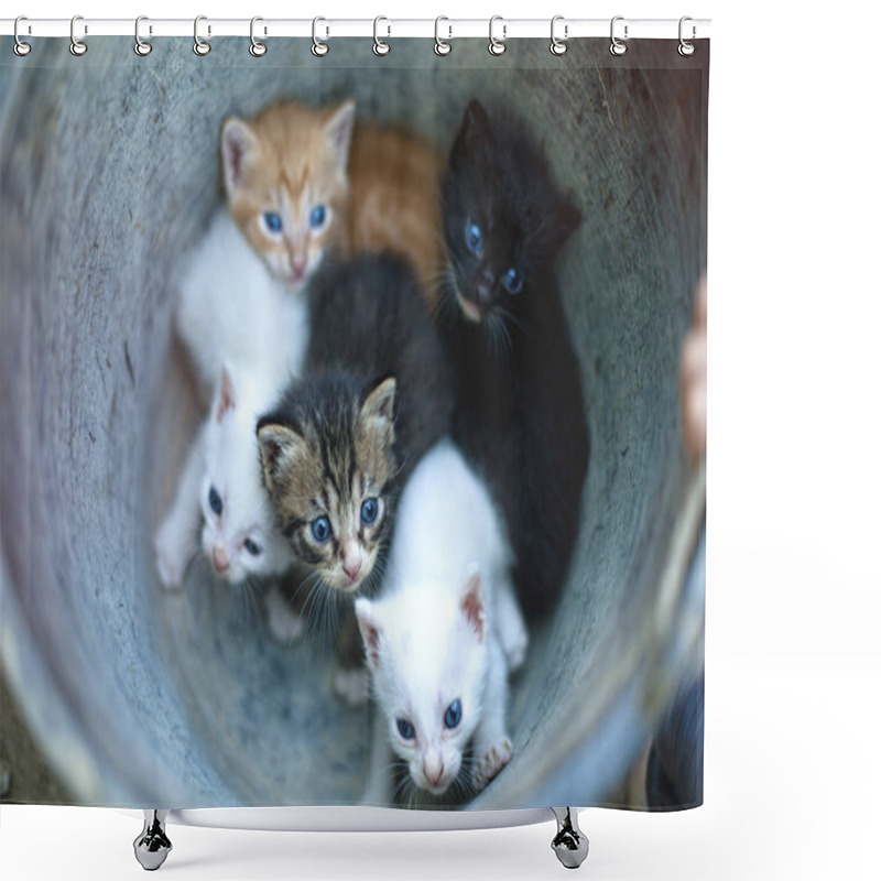 Personality  Little Kittens With Blue Eyes Shower Curtains