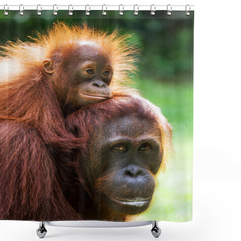 Personality  Two Orangutans  Indonesia. Shower Curtains