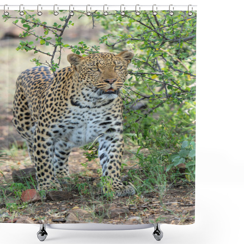 Personality   Leopard (Panthera Pardus) Hunting. This Leopard Was Hunting In Mashatu Game Reserve In The Tuli Block In Botswana Shower Curtains