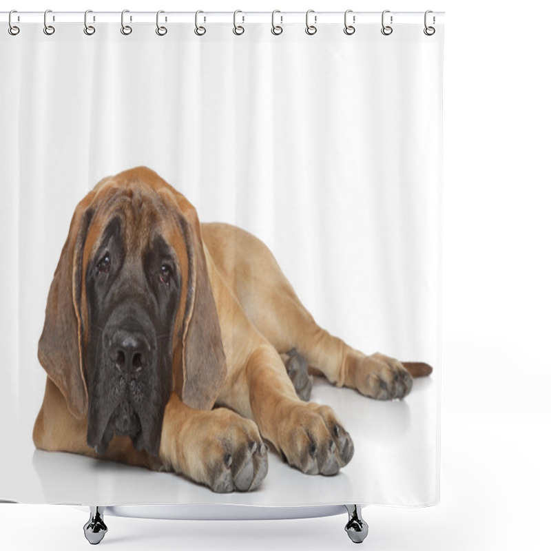 Personality  English Mastiff Pup (5 Month) Lying On A White Background Shower Curtains