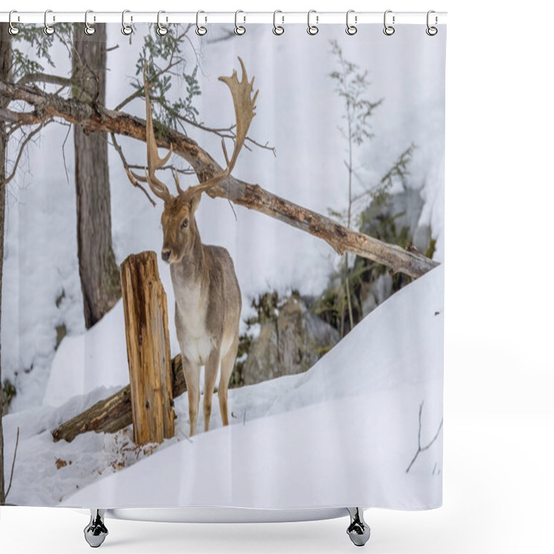 Personality  Fallow Deer In A Forest In The Wilderness Of Ontario, Canada At A Cold But Sunny Day In Winter. Shower Curtains