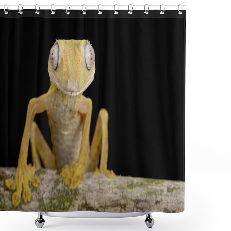 Personality  Lined Flat-tail Gecko (Uroplatus Lineatus) Shower Curtains