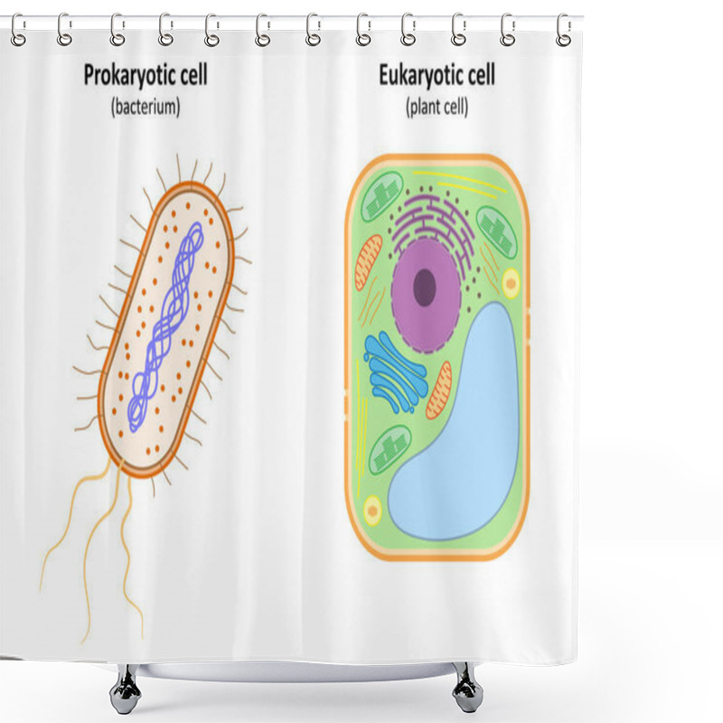 Personality  Prokaryotic Cell (bacterium) And Eukaryotic Cell (plant Cell). Shower Curtains