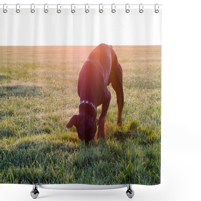 Personality  Doberman Dog Digs Hard Soil And Tears The Grass With His Teeth In Search Of A Rodent Or Ground Squirrel In The Green Field Of Winter Wheat In Late Autumn, Early Morning In The Frost Against The Backdrop Of The Rising Sun. Shower Curtains