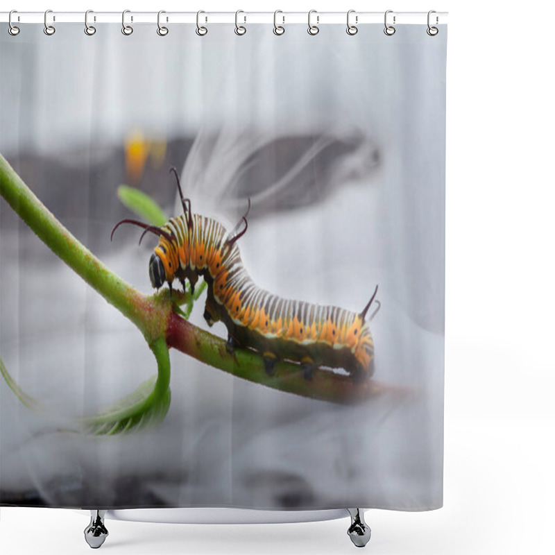 Personality  Macro Photo Of A Monarch Caterpillar In The Fog Shower Curtains