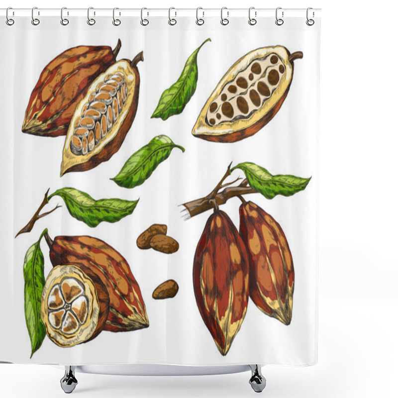 Personality  Realistic Set Of Cocoa With Unripe, Ripe Pods, Cut And Whole, Vector Illustration Shower Curtains