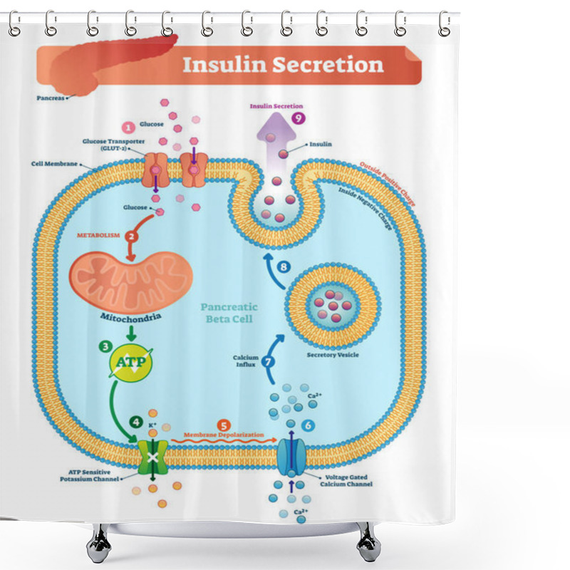 Personality  Insulin Secretion Vector Illustration. Biological Pancreas Function. Shower Curtains