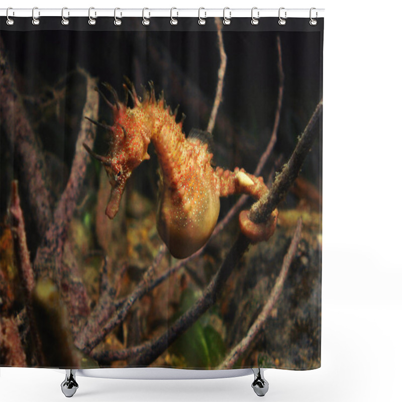 Personality  Seahorse Shower Curtains