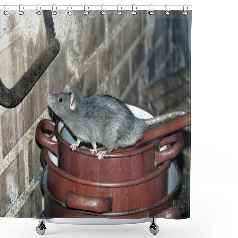 Personality  Rat On Cooking Pots Shower Curtains