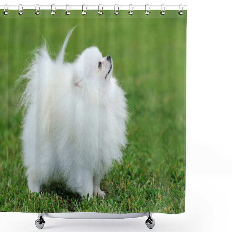 Personality  White Pomeranian Dog Shower Curtains