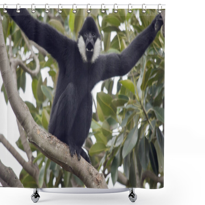 Personality  White Cheeked Gibbon Shower Curtains