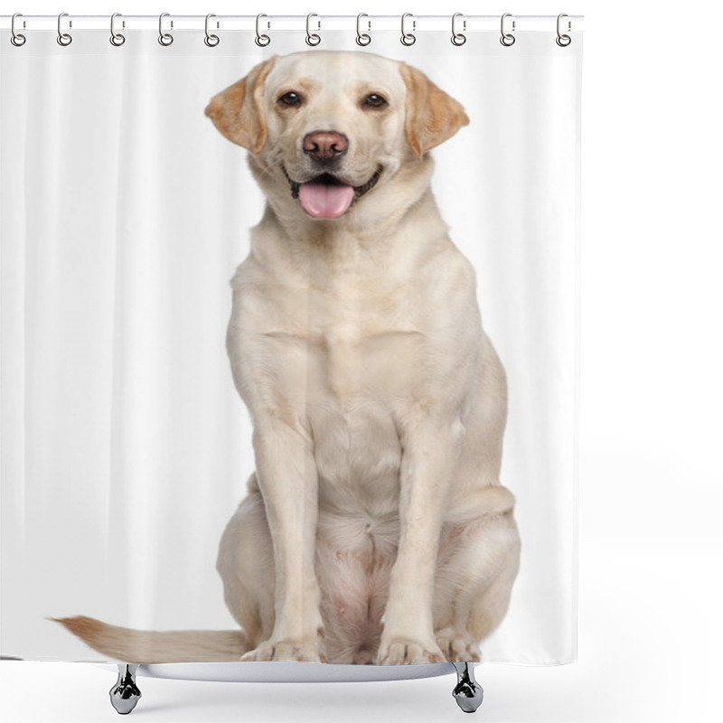 Personality  Labrador Retriever, 4 Years Old, Sitting In Front Of White Background Shower Curtains