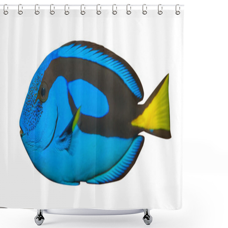 Personality  Blue Tang, Regal Tang Isolated On White Background. (Paracanthurus Hepatus) Shower Curtains