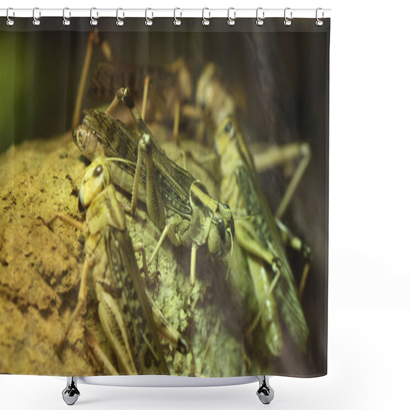 Personality  Desert Locusts (Schistocerca Gregaria). Shower Curtains