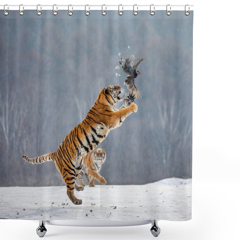 Personality  Siberian Tiger Jumping While Catching Prey Bird In Wintry Forest, Siberian Tiger Park, Hengdaohezi Park, Mudanjiang Province, Harbin, China.  Shower Curtains