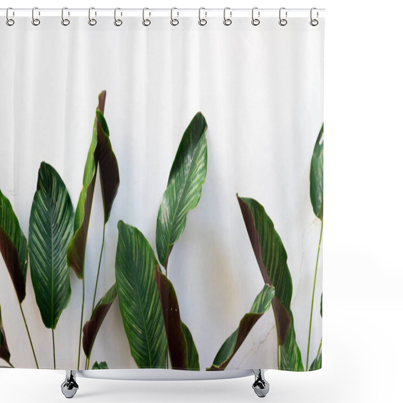 Personality  Leaves Of Plants In The Garden With Isolated Background Shower Curtains