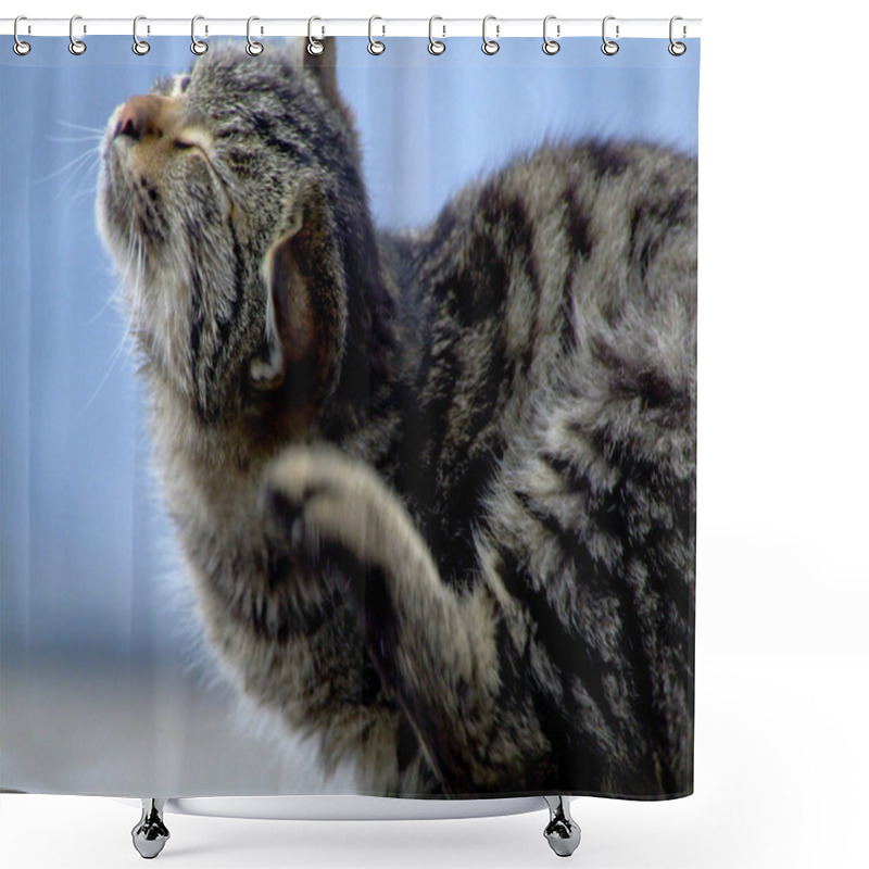 Personality  A Cute Striped Cat Scratching Itself Shower Curtains