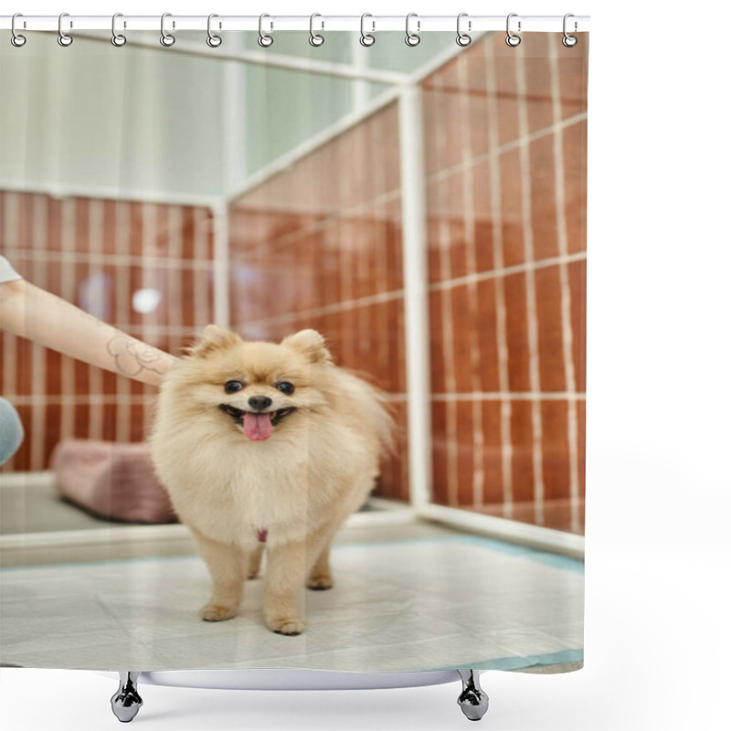 Personality  Cropped View Of Tattooed Dog Sitter Stroking Cute Pomeranian Spitz Standing On Pee Pad In Pet Hotel Shower Curtains