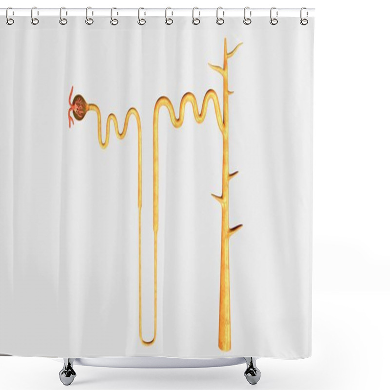 Personality  Nephron, Part Of Human Kidney Shower Curtains