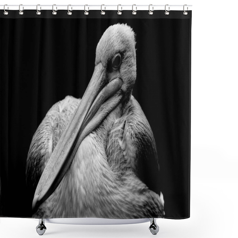 Personality  Monochrome, Artistic Close-up Of A Pink Backed Pelican Agains A Black Background. These Long Billed Water Birds Are Part Of The Breeding Programme At Folly Farm. Copy Space Within The Background.  Shower Curtains