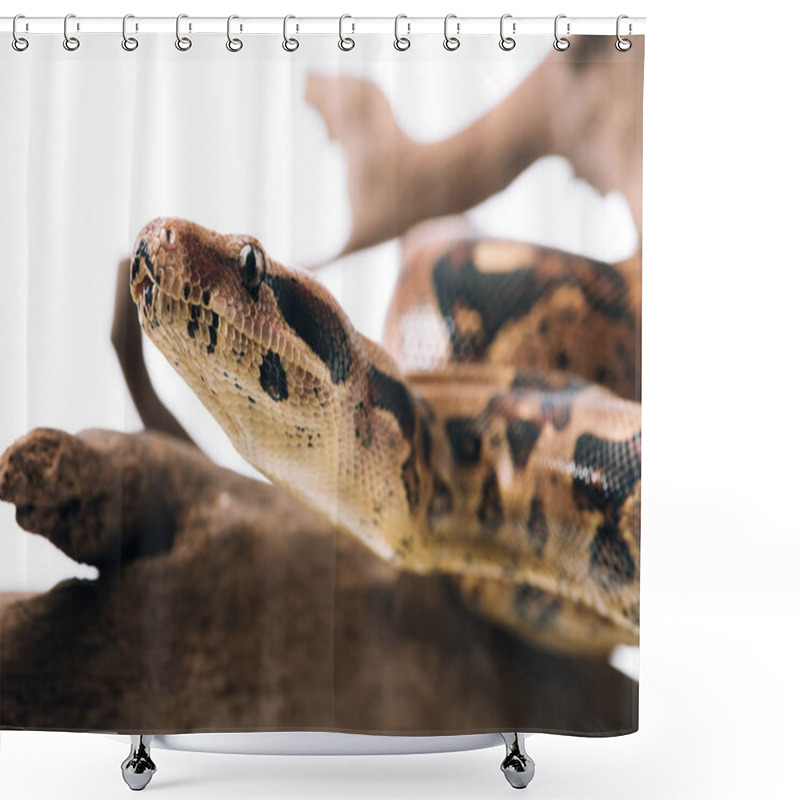 Personality  Selective Focus Of Python On Wooden Log Isolated On White Shower Curtains