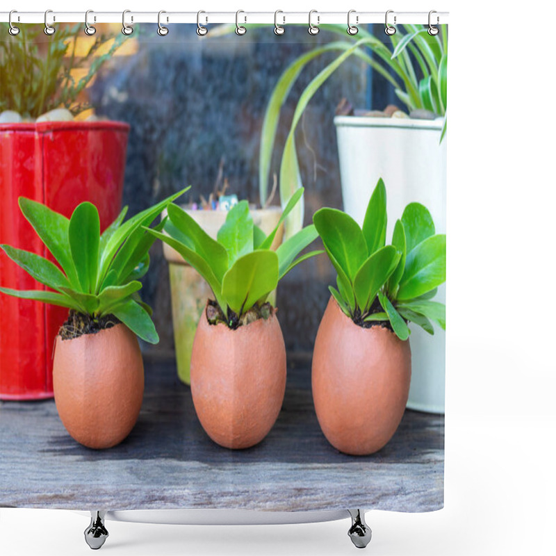 Personality  Green Plants In Three Eggshells With Plant Pots On Wooden Table, Agriculture DIY Creative Concept. Shower Curtains