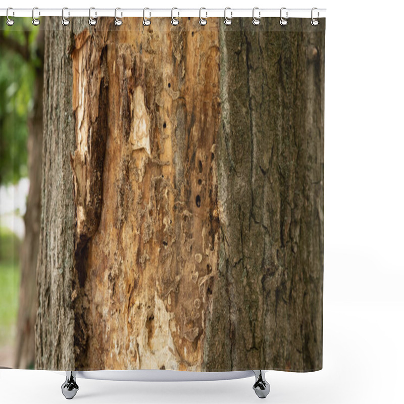 Personality  Tree Eaten By Insects With Fallen Bark Shower Curtains