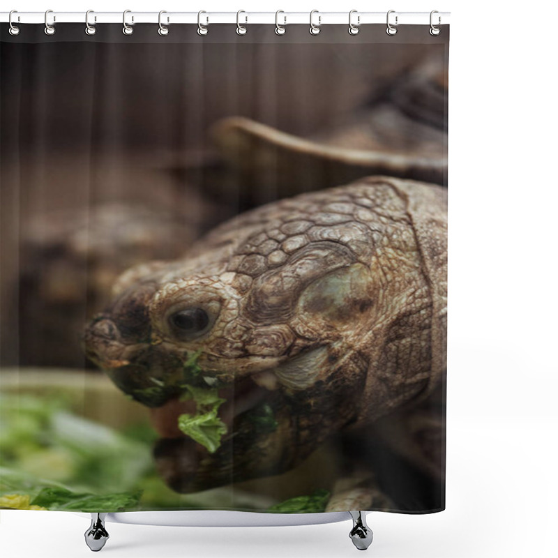 Personality  Close Up View Of Funny Turtle With Open Mouth Eating Lettuce Shower Curtains