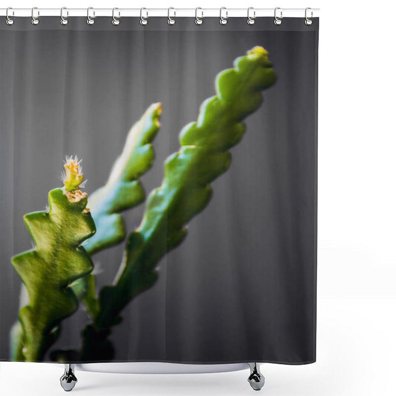 Personality  Soft-focus On New Growth On A Fishbone Cactus (Epiphyllum Anguliger) Houseplant On Dark Gray Background. Shower Curtains