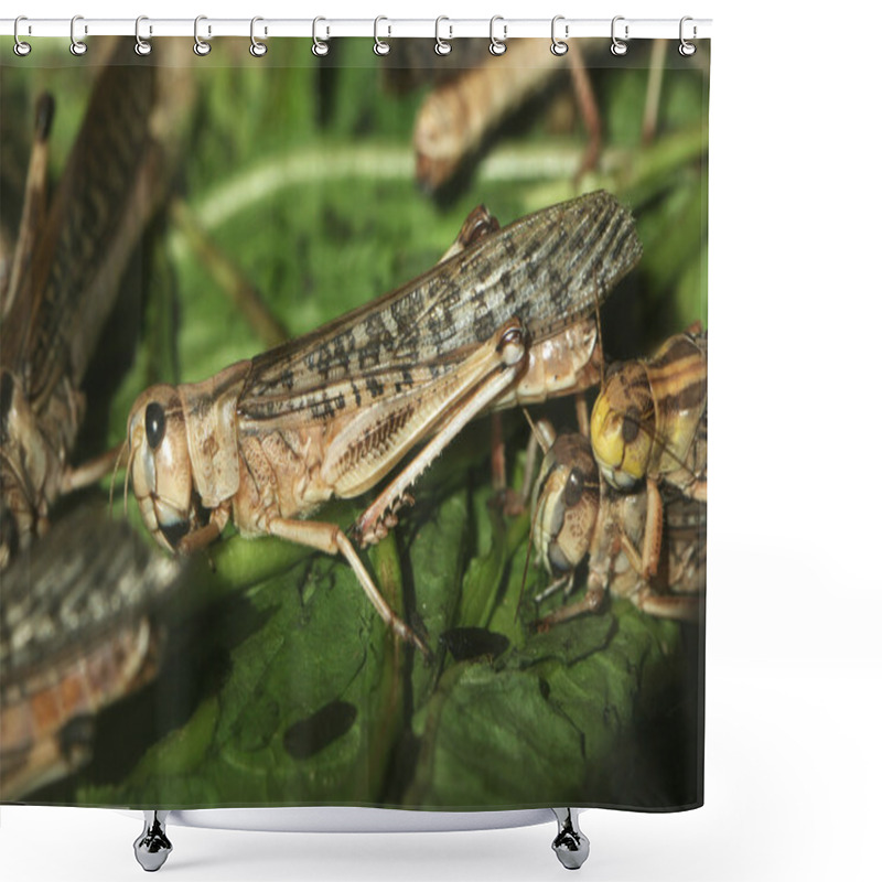 Personality  Desert Locusts (Schistocerca Gregaria). Shower Curtains