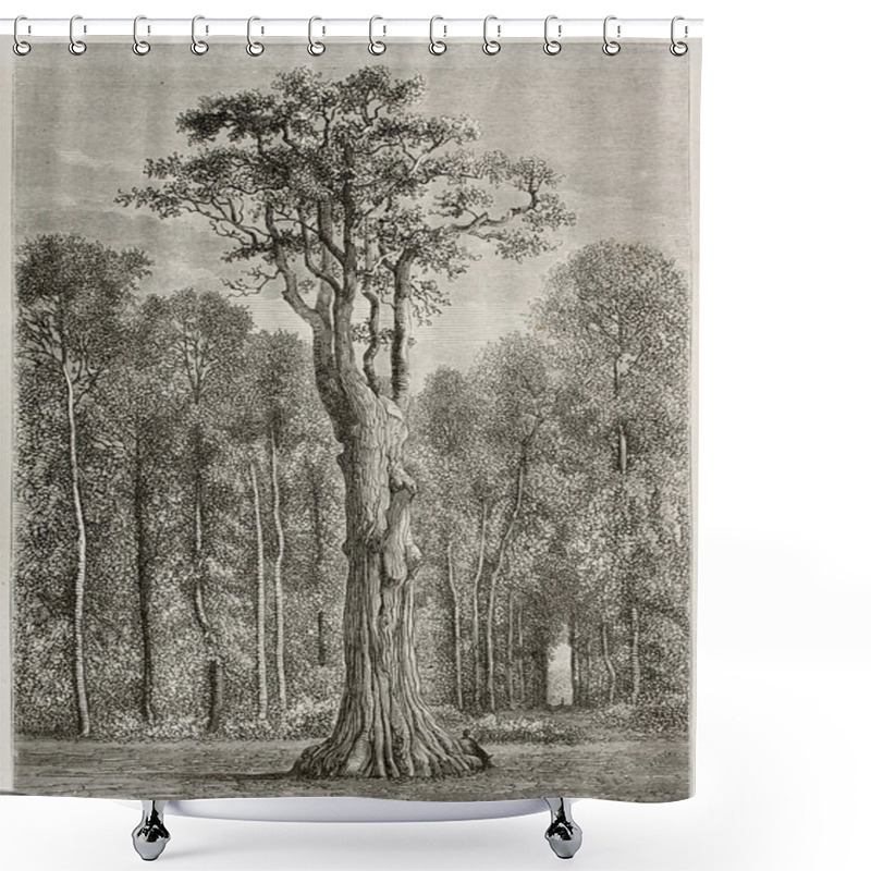 Personality  Oak Bis Shower Curtains