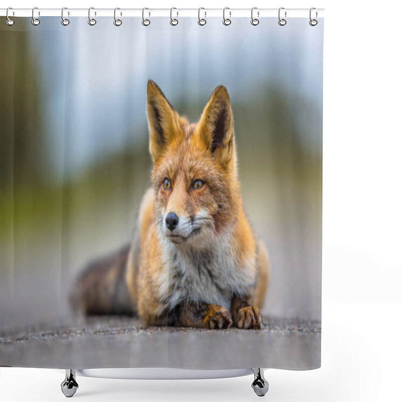 Personality  Watching European Red Fox Lying On The Ground Shower Curtains