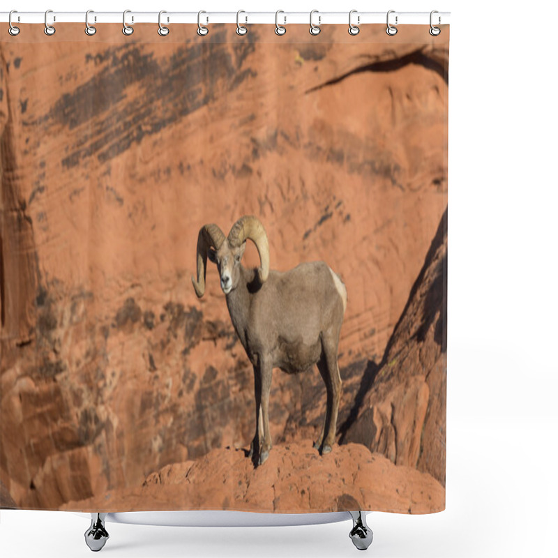 Personality  Desert Bighorn Sheep Ram Shower Curtains