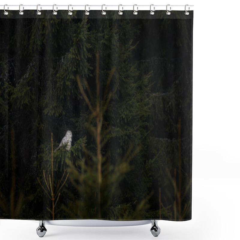 Personality  Owl In The Spruce Tree Forest Habitat, Sumava NP,  Czech Republic. Ural Owl, Strix Uralensis, Sitting On Tree Branch, In Green Leaves Oak Forest, Wildlife Scene From Nature. Habitat With Wild Bird. Shower Curtains