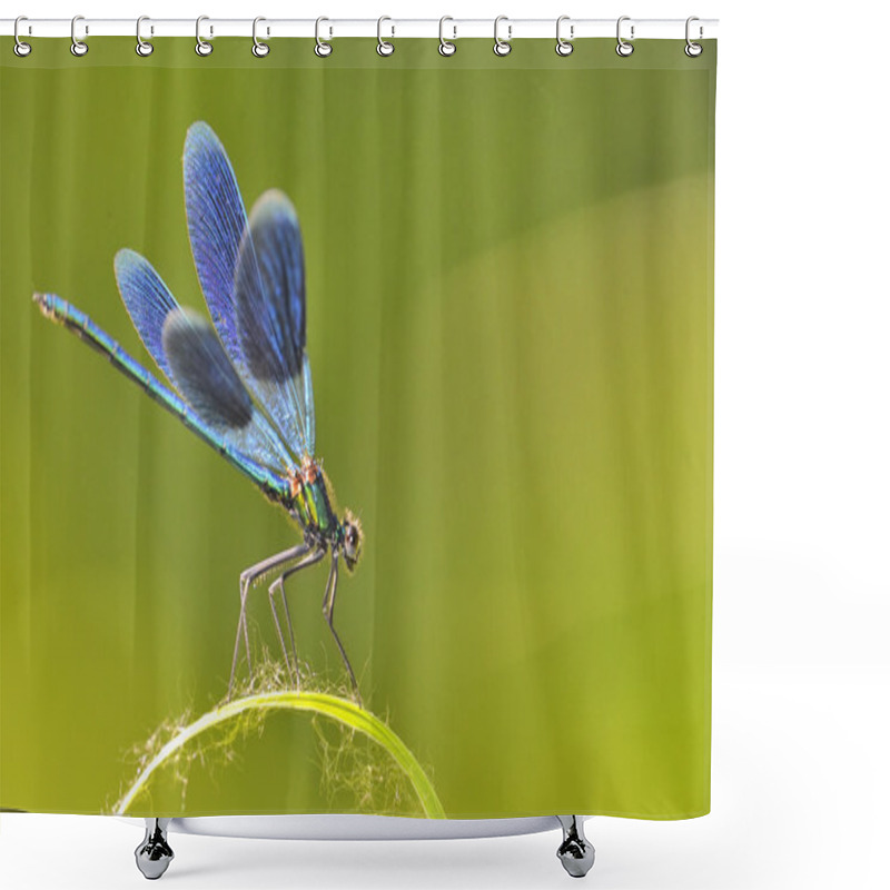 Personality  The Blue Dragonfly  Shower Curtains