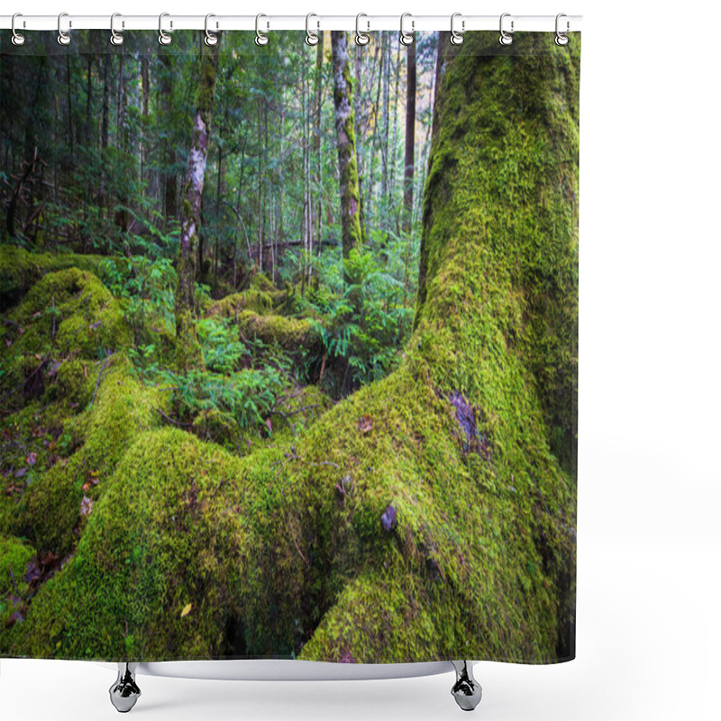 Personality  Moss And Green Forest At Shirogane No Ike, Nagano Shower Curtains